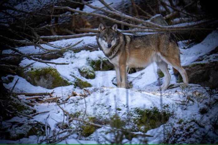 Advanced Sequencing Techniques Drive Dire Wolf Studies Forward